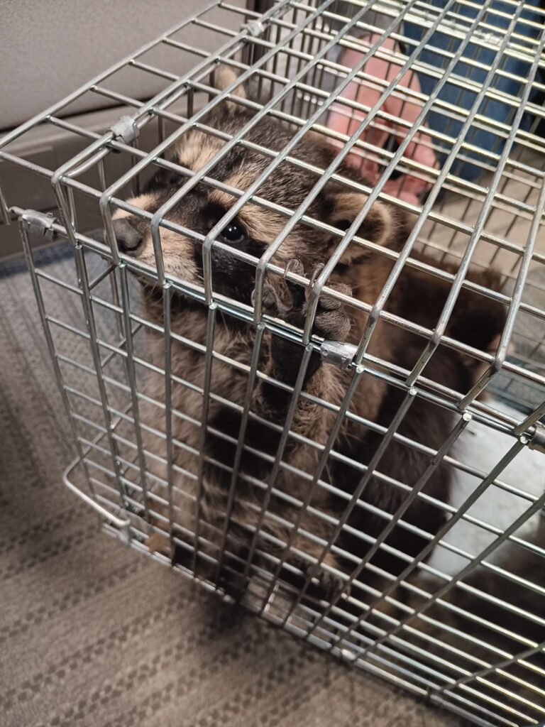 Wildlife Control Martin