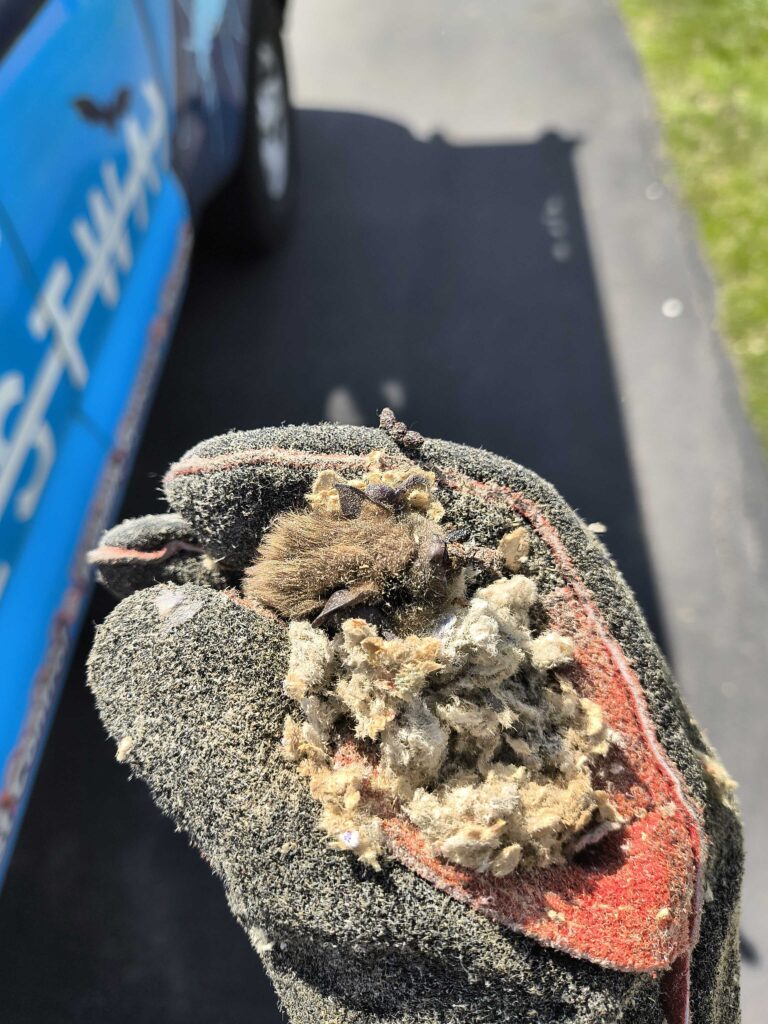 Wildlife Control Martin