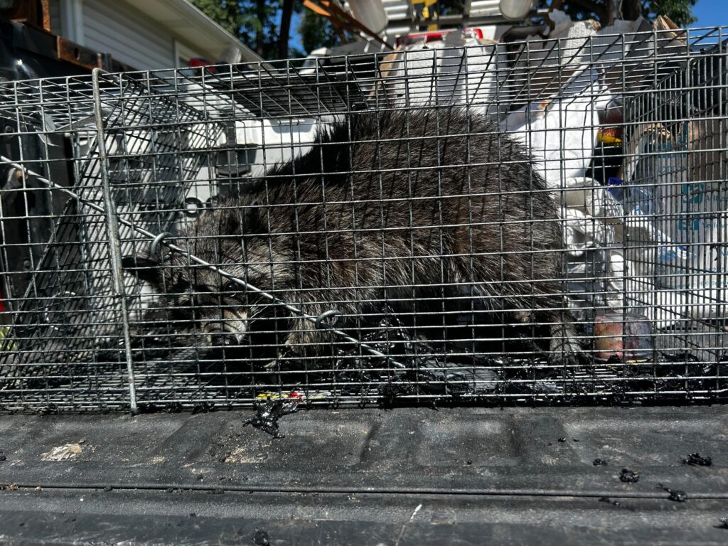 Wildlife Control Martin