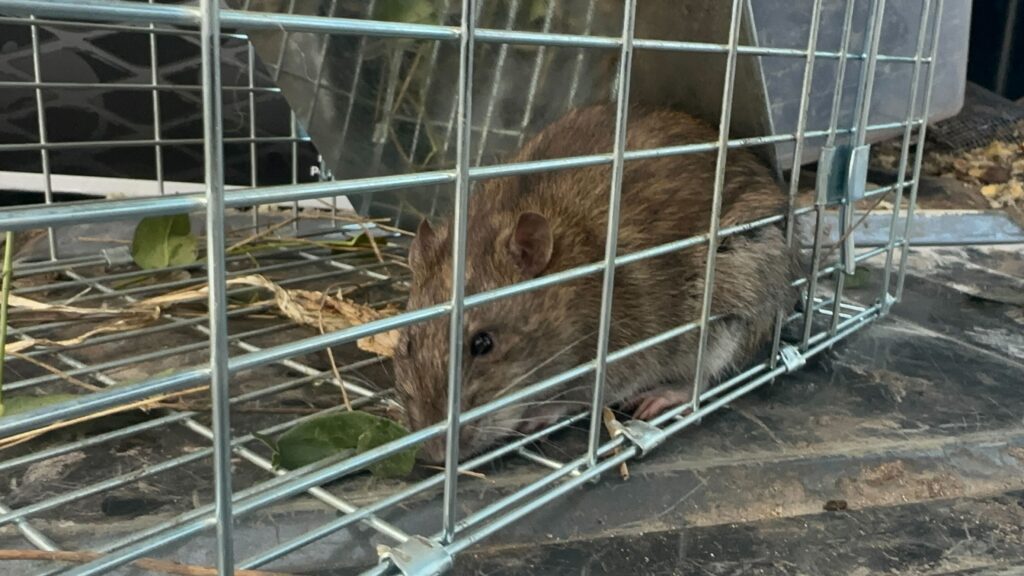 Wildlife Control Martin